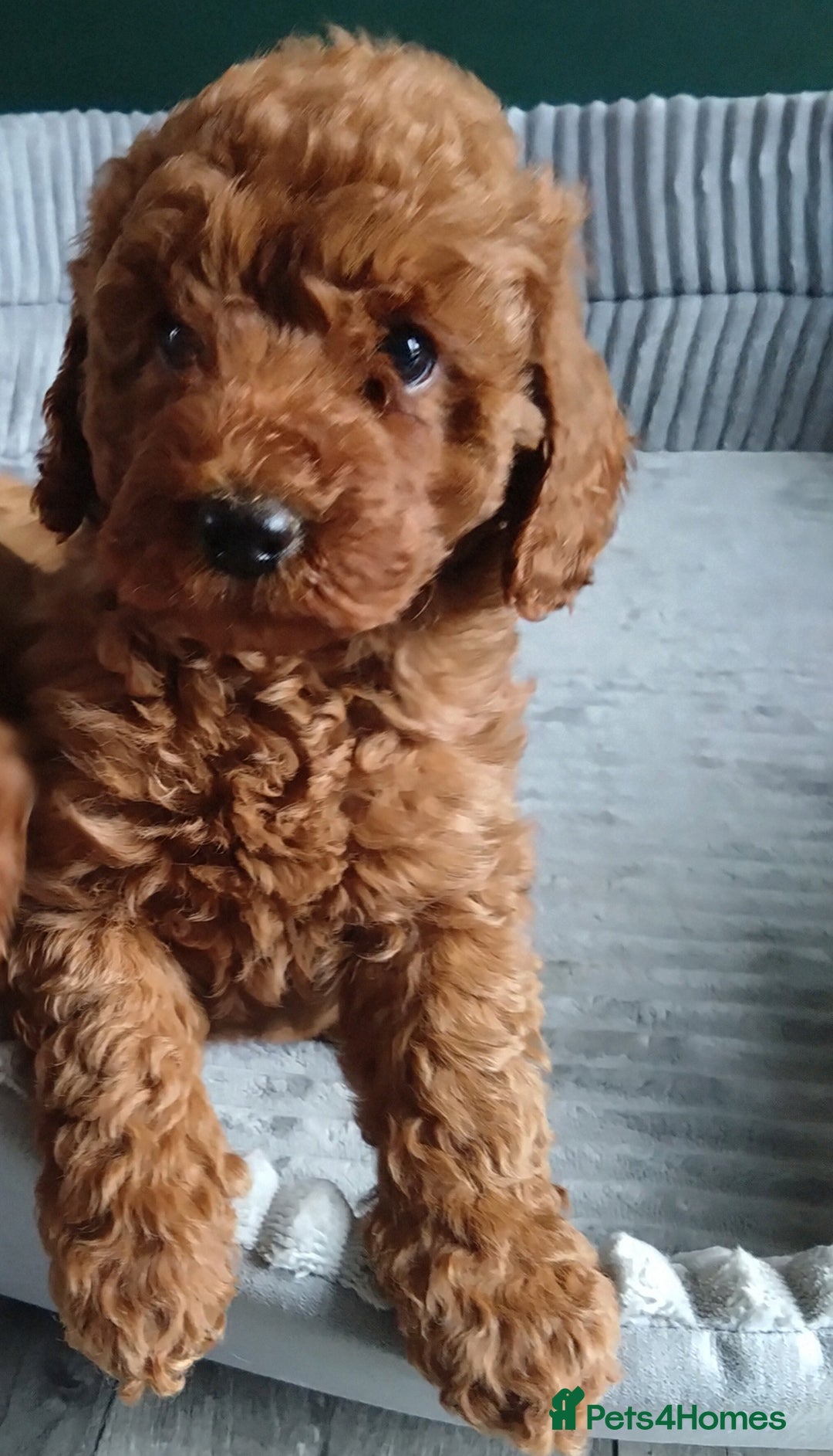 Cockapoo dogs for sale: F1B Cockapoos puppies - Image 1
