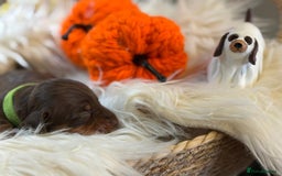 Miniature Dachshund dogs for sale: Beautiful Chocolate & Tan miniature dachshunds  - Image 7