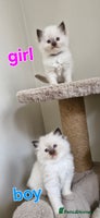 Ragdoll cats - Advert 7