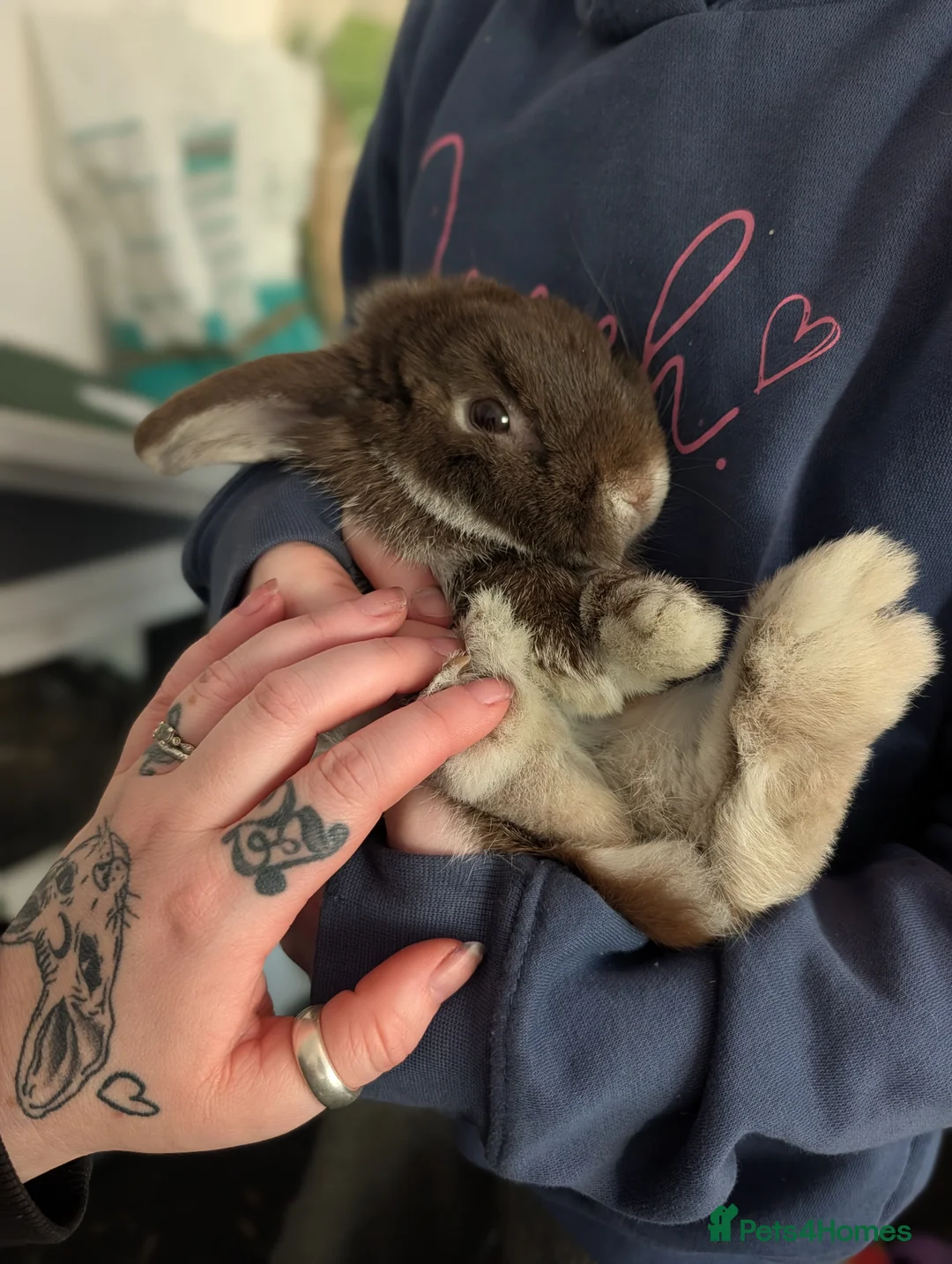Mini Lop rabbits for sale: Casper the friendly mini lop  in Frome - Advert 2