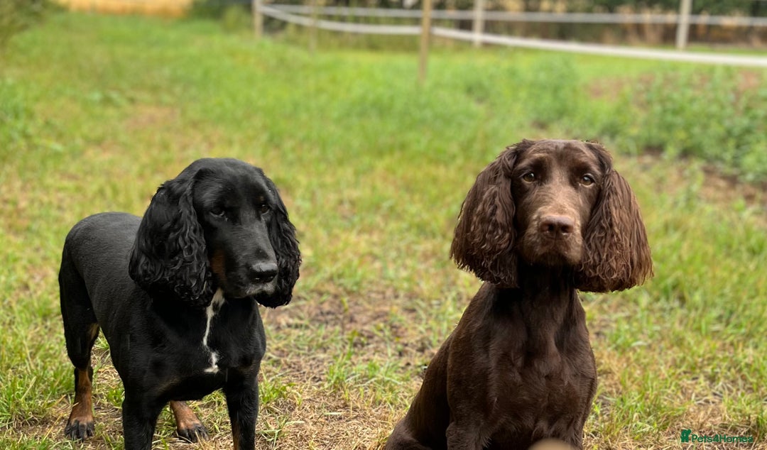 Cockapoo dogs for sale: 👀CHOCOLATE  COCKAPOO PUP - Image 12