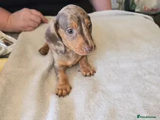Dachshund dogs Miniture dachshund puppies - Advert 3