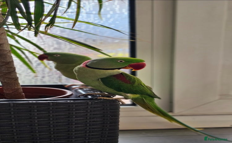Parrots birds - Advert 3