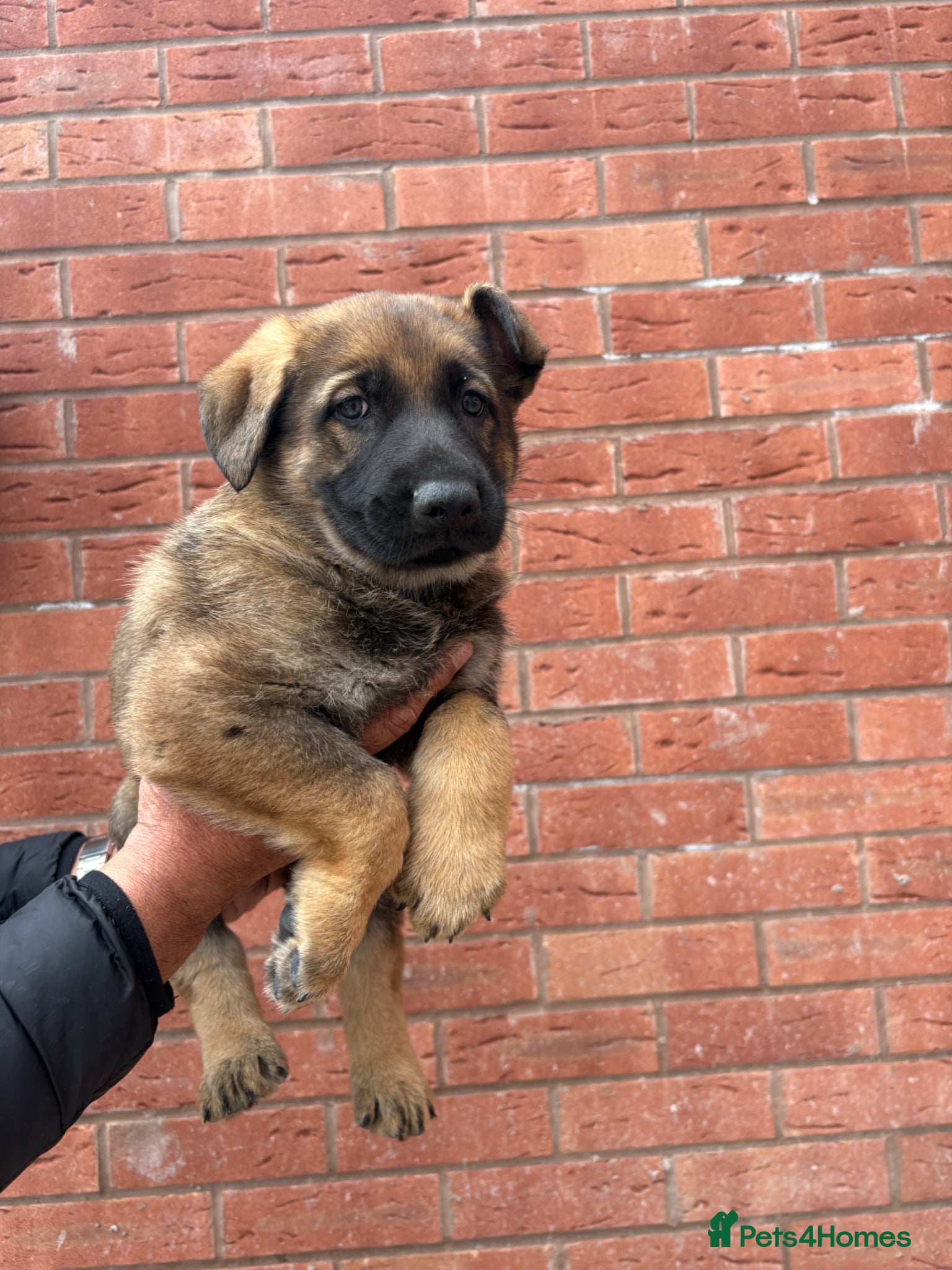German Shepherd dogs German Shepherd pups Ready for loving homes  - Advert 16