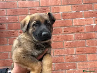 German Shepherd dogs German Shepherd pups Ready for loving homes - Advert 16