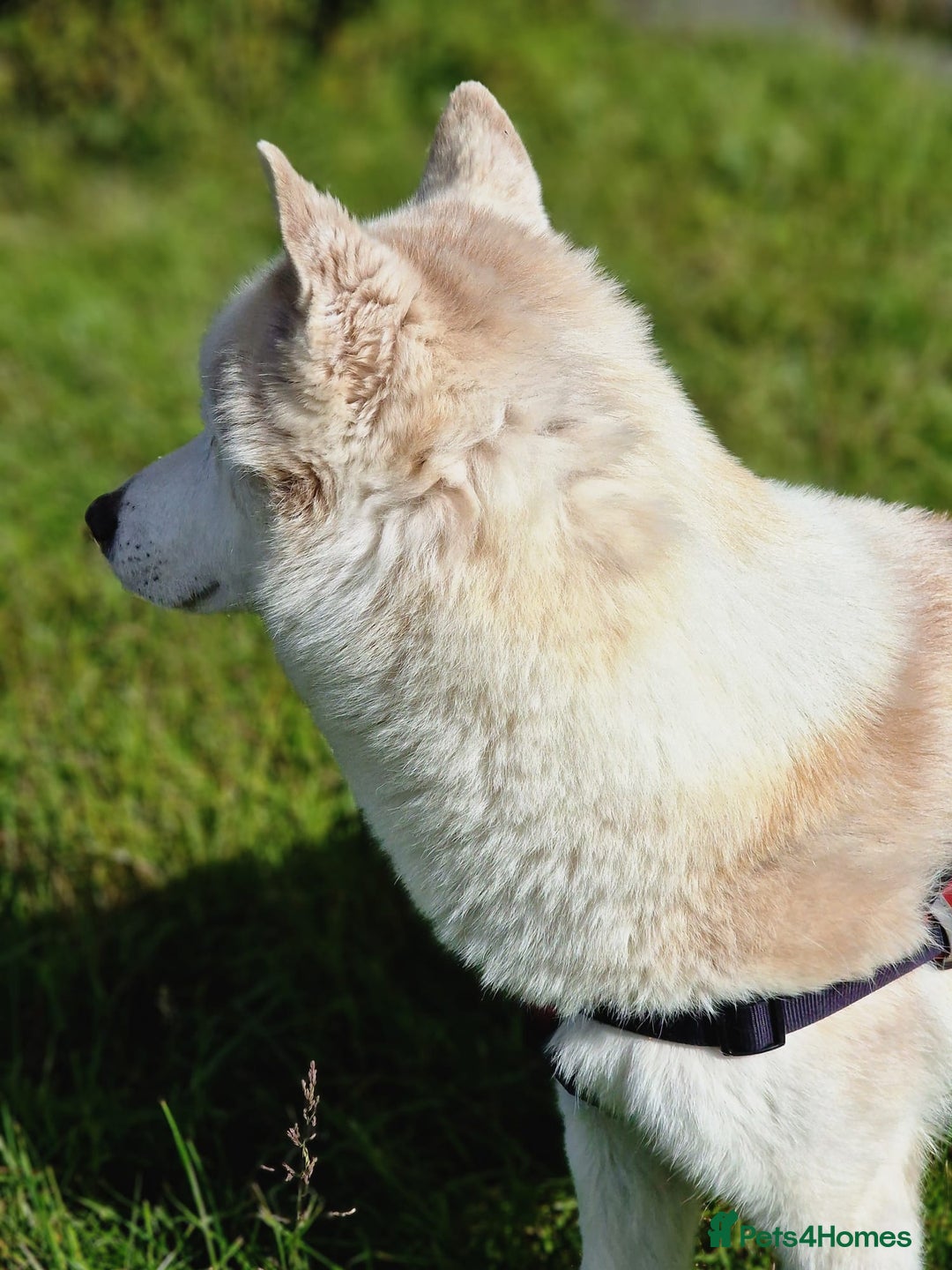 Siberian Husky dogs for sale: Hugo - siberian husky - Image 11