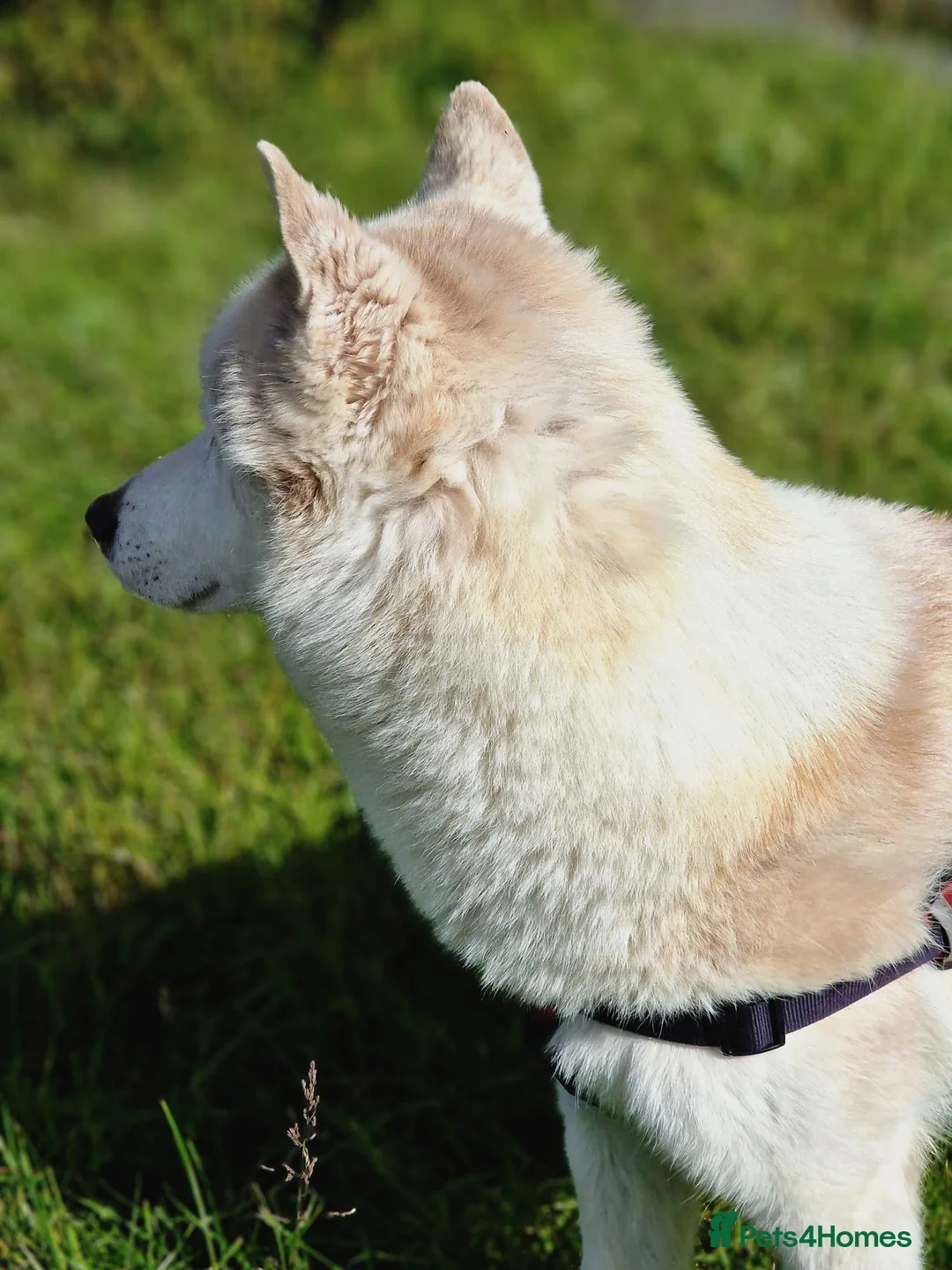 Siberian Husky dogs for sale: Hugo - siberian husky - Advert 11