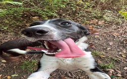 Sprollie dogs for sale: Beautiful collie x springer - Image 2