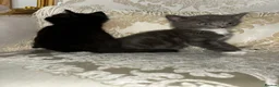 Mixed Breed cats for sale: Kittens in Wingate - Advert 3