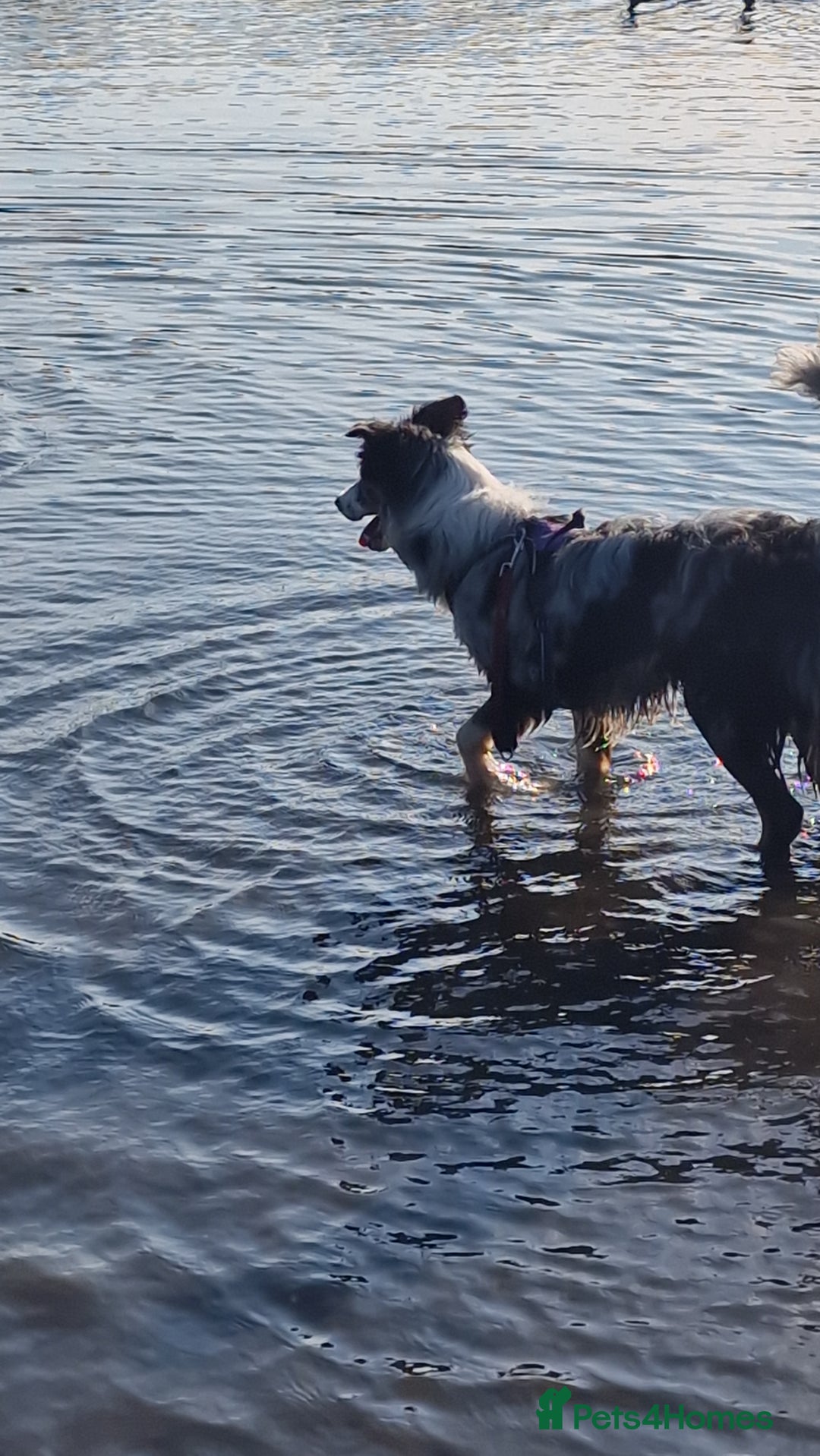 Border Collie dogs for stud: TRI BLUE MERLE BORDER COLLIE PROVEN STUD  - Image 11
