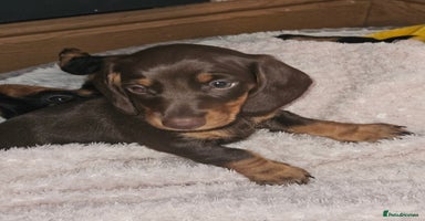 Dachshund dogs - Advert 8