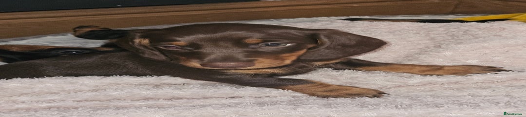 Dachshund Puppy 4