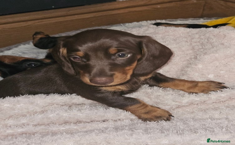 Dachshund dogs - Advert 5