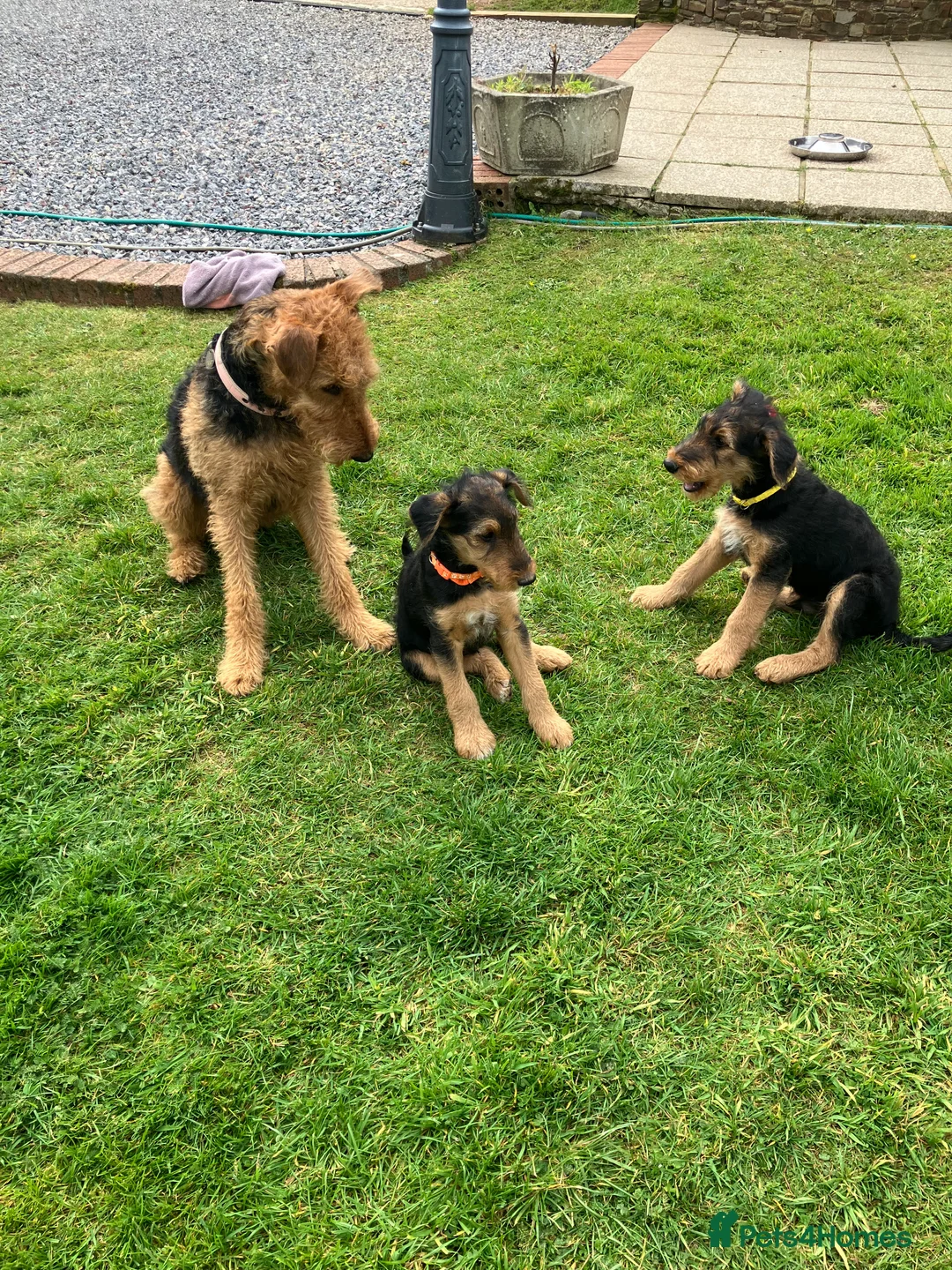 Airedale Terrier dogs for sale: Beautiful Airedale puppies available  - Advert 6