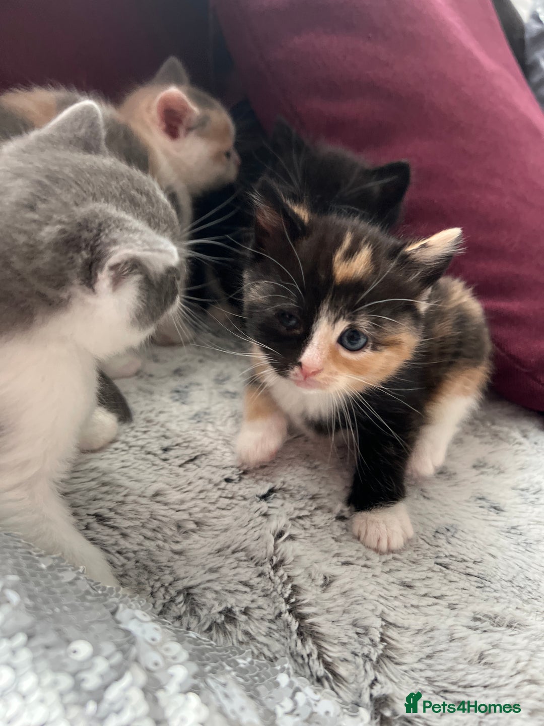 Mixed Breed cats for sale: Calico British Kittens – Home Raised – £350 Each - Advert 13