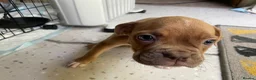 Mixed Breed dogs for sale: Family Raised Bulldog x Boxer Puppies Ready :))) in Bideford - Advert 8