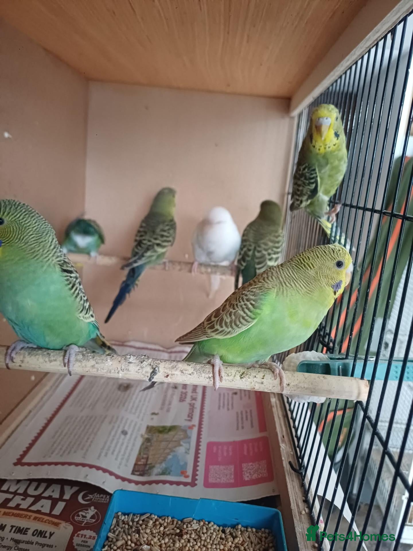 Budgerigars birds Young budgies and zebra finches for sale. - Advert 1