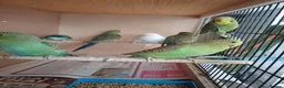 Budgerigars birds for sale: Young budgies and zebra finches for sale. - Advert 1