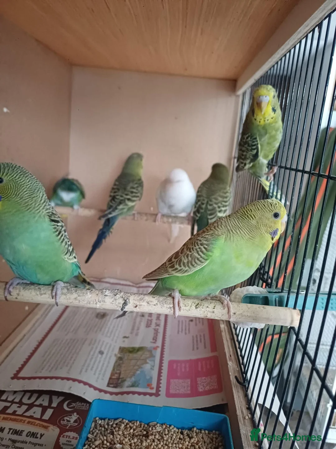 Budgerigars birds for sale: Young budgies and zebra finches for sale. - Advert 1