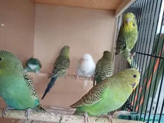 Budgerigars birds Young budgies and zebra finches for sale. - Advert 1