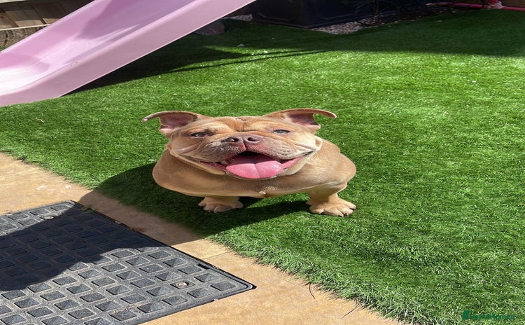 English Bulldog dogs - Advert 1