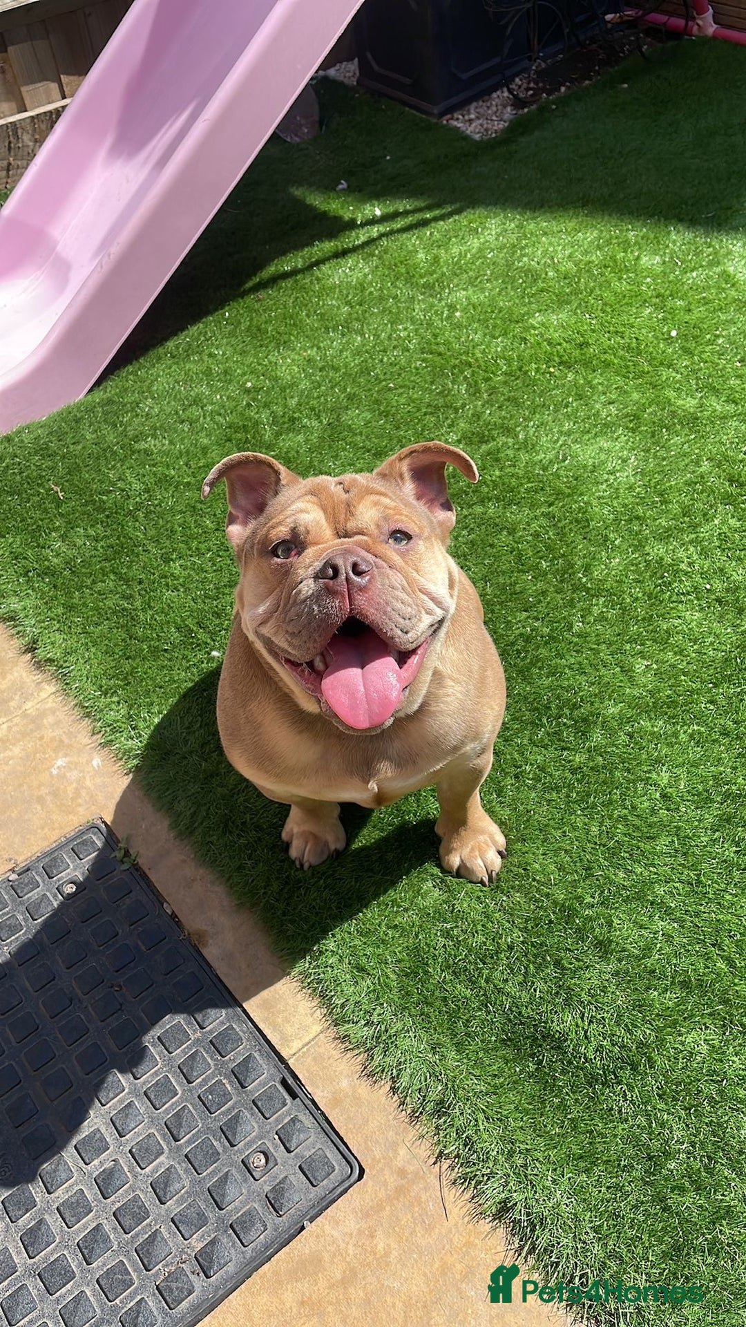 English Bulldog dogs for sale: Bruno  - Image 1