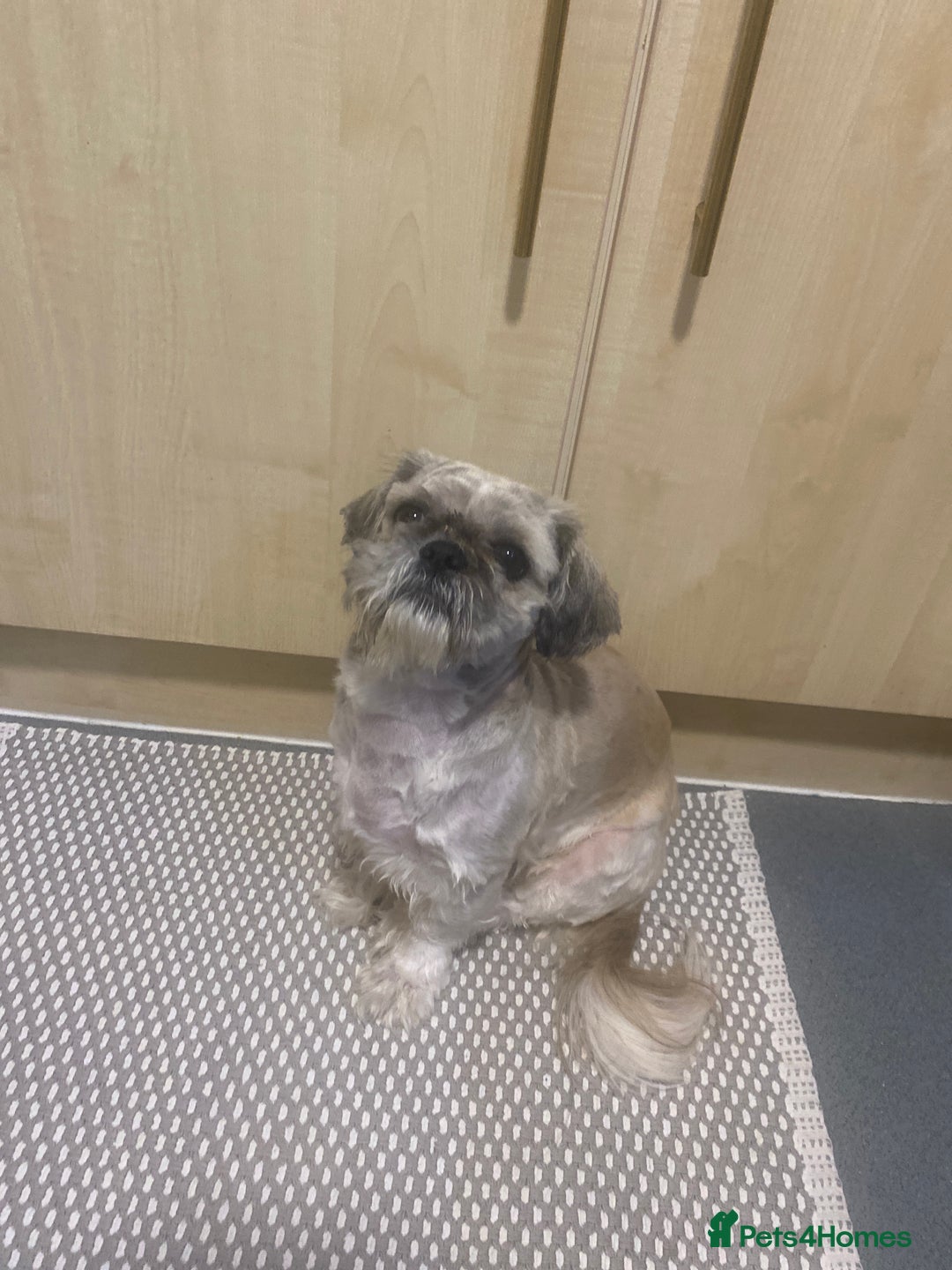 Shih Tzu dogs for stud: charli - Advert 1