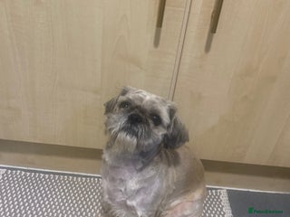 Shih Tzu dogs charli - Advert 2