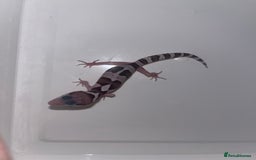 Leopard Gecko reptiles for sale: Baby leopard geckos for sale - Image 2
