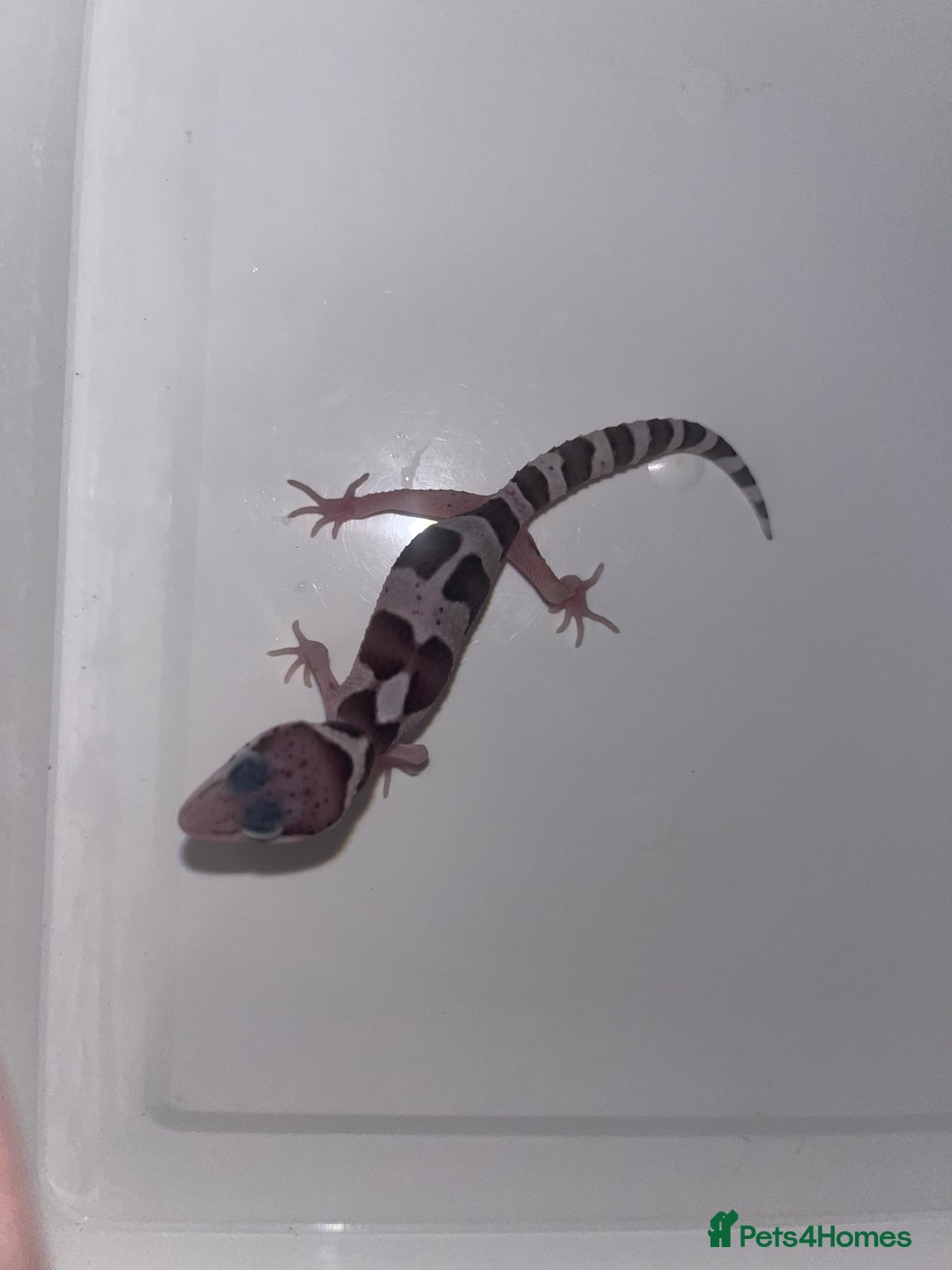 Leopard Gecko reptiles for sale: Baby leopard geckos for sale - Image 2