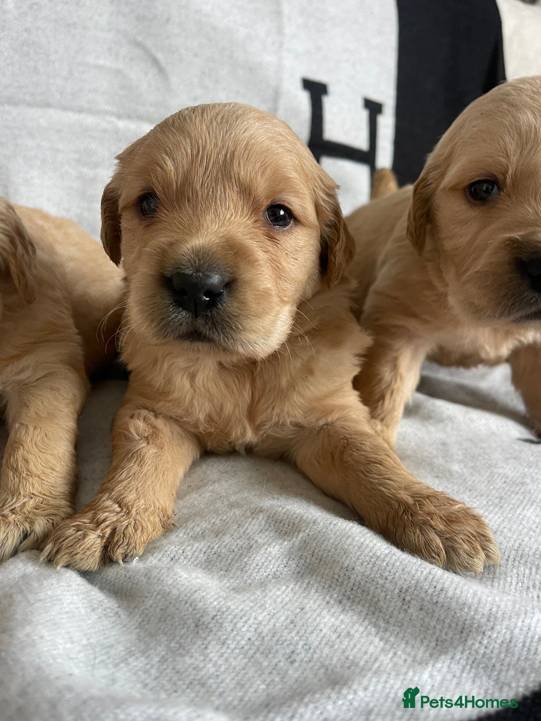 Golden Retriever dogs for sale: BEAUTIFUL DNA TESTED RETRIEVERS - Advert 2
