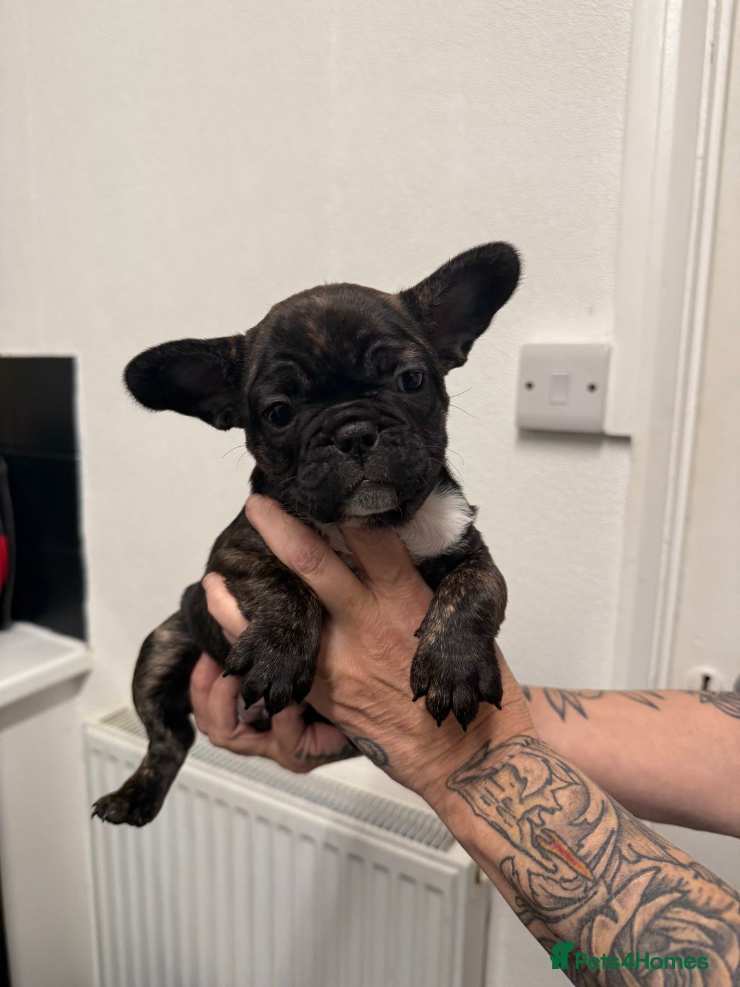 French Bulldog dogs for sale: Stunning French bulldog puppies - Advert 9
