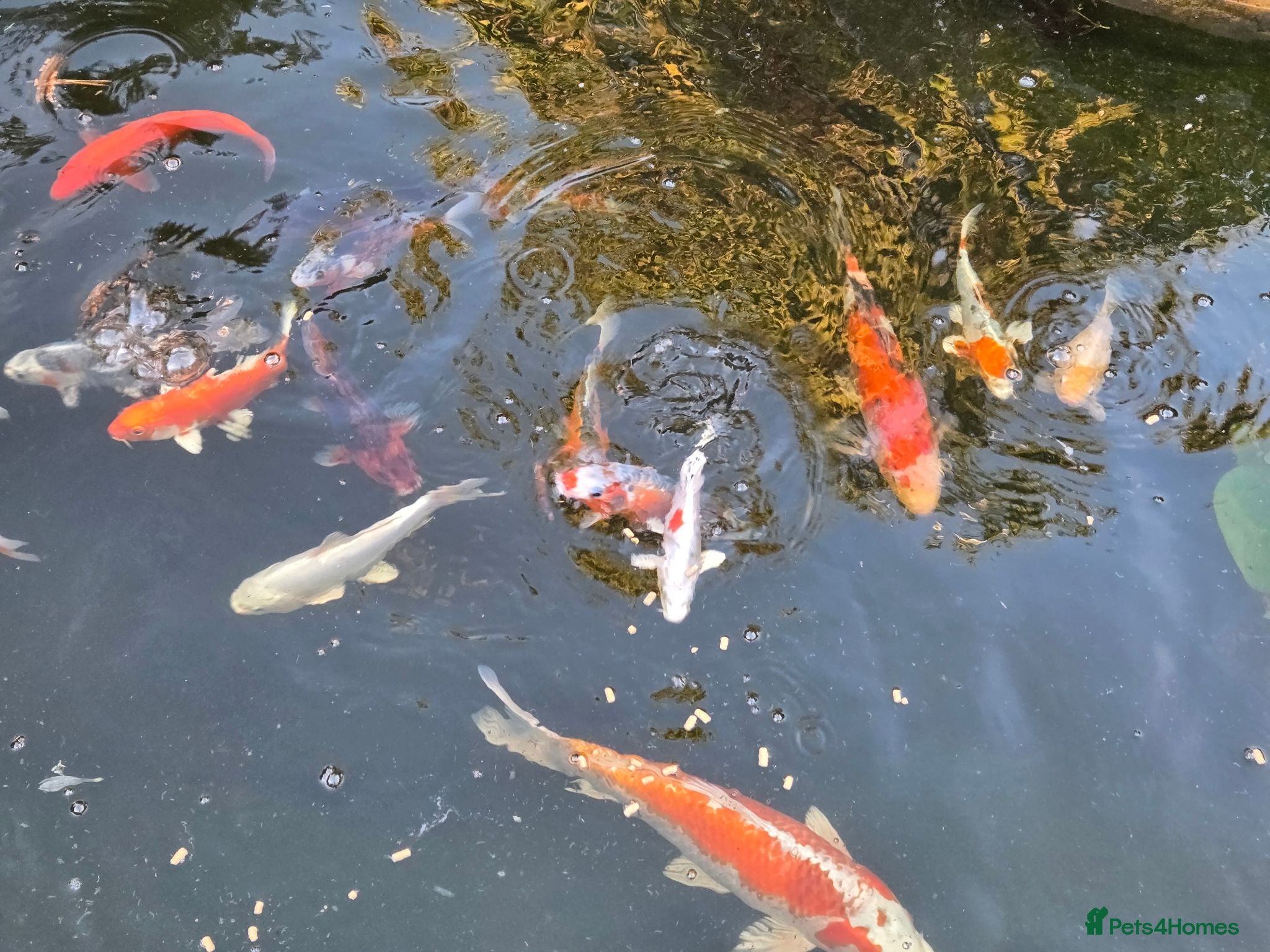 Koi Carp fish Koi carp  - Advert 9
