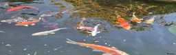 Koi Carp fish for sale: Koi carp  - Advert 3