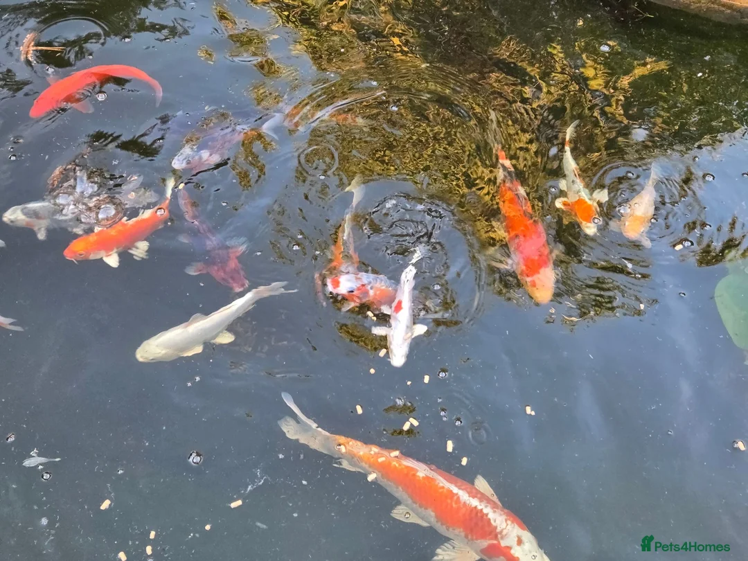 Koi Carp fish for sale: Koi carp NOW SOLD - Advert 2