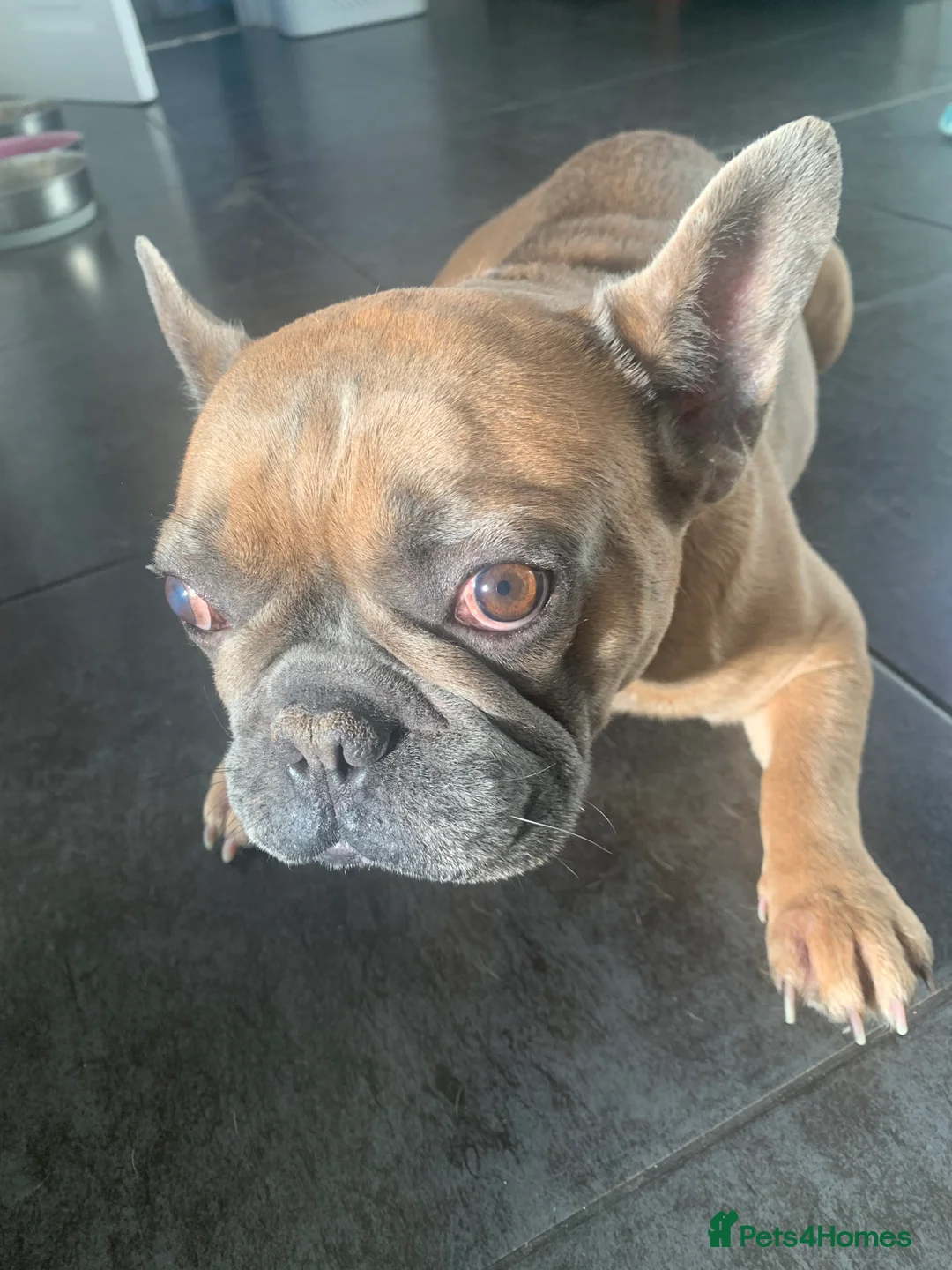 French Bulldog dogs for sale: Looking for a new home - Advert 6