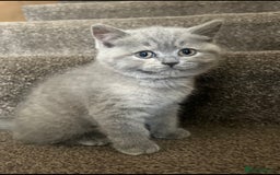 British Shorthair cats for sale: British Short hair Kittens ready to leave - Image 8
