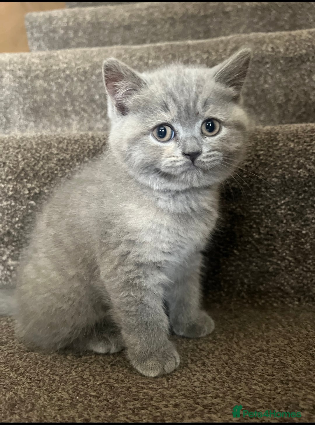 British Shorthair cats for sale: British Short hair Kittens ready to leave - Image 8