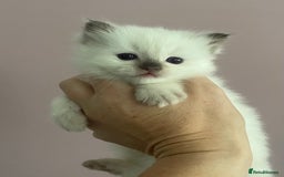 Ragdoll cats for sale: GCCF Blue Colour Point Ragdoll Kittens - Image 5