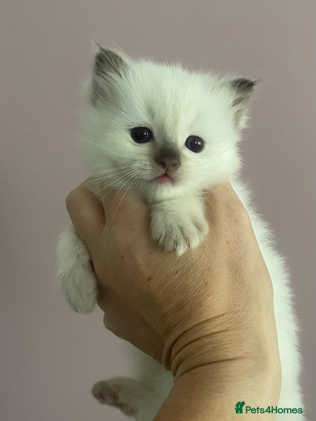 Ragdoll cats for sale: GCCF Blue Colour Point Ragdoll Kittens - Image 5