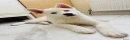 Japanese Akita Inu dogs for sale: Cute Japanese Akita puppy for the right home💜 - Advert 3