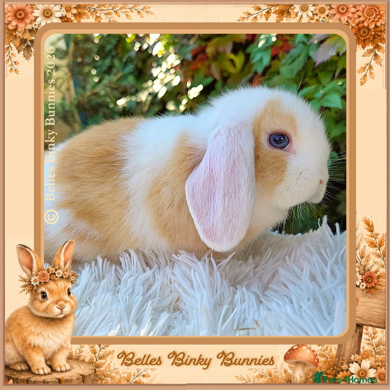 Mini Lop rabbits 🧡 Mother & Baby Pair 🧡 Amber, 3yr & baby girl  - Advert 2