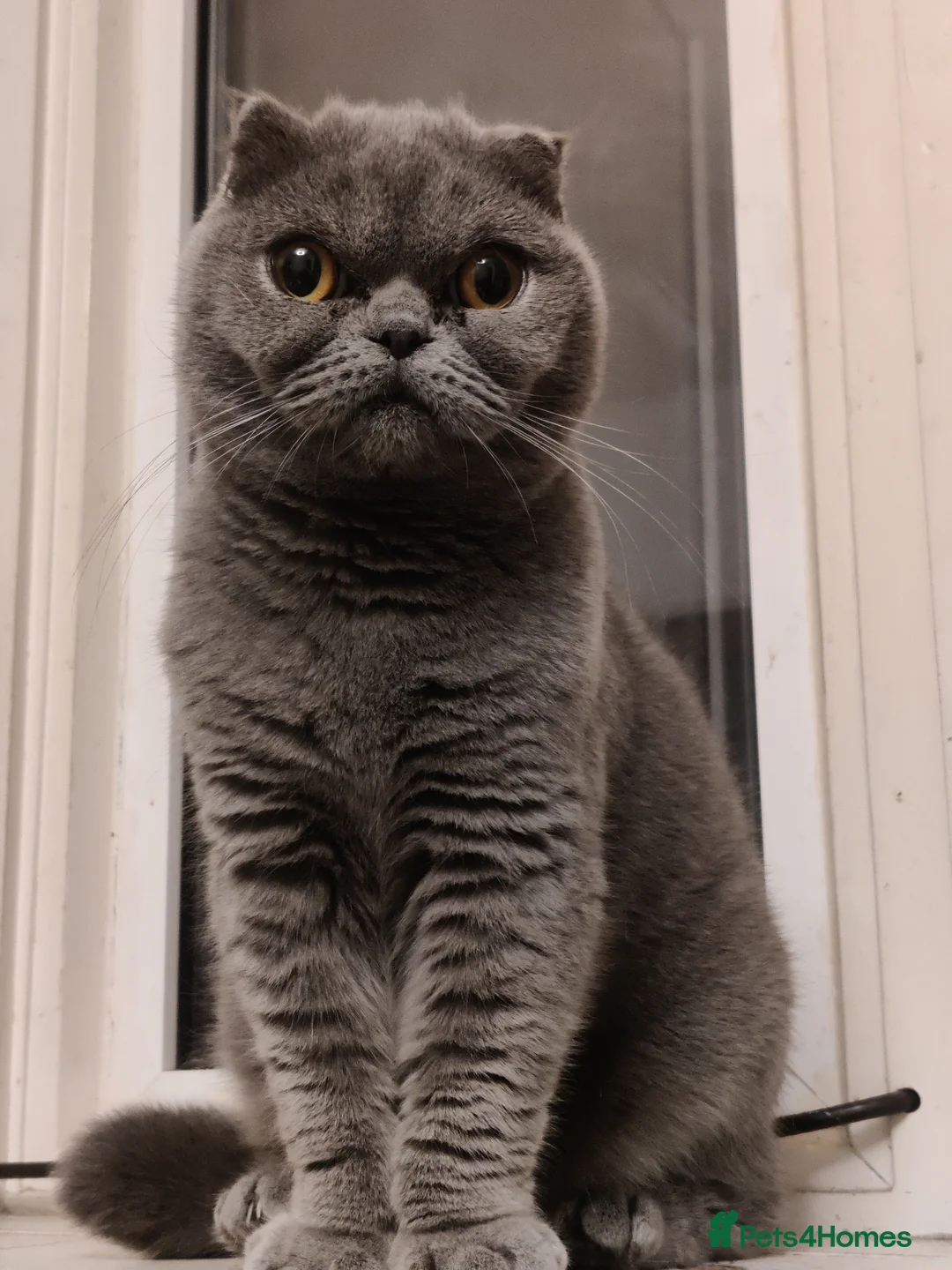 Scottish Fold cats for sale: Rare Scottish fold - Advert 2