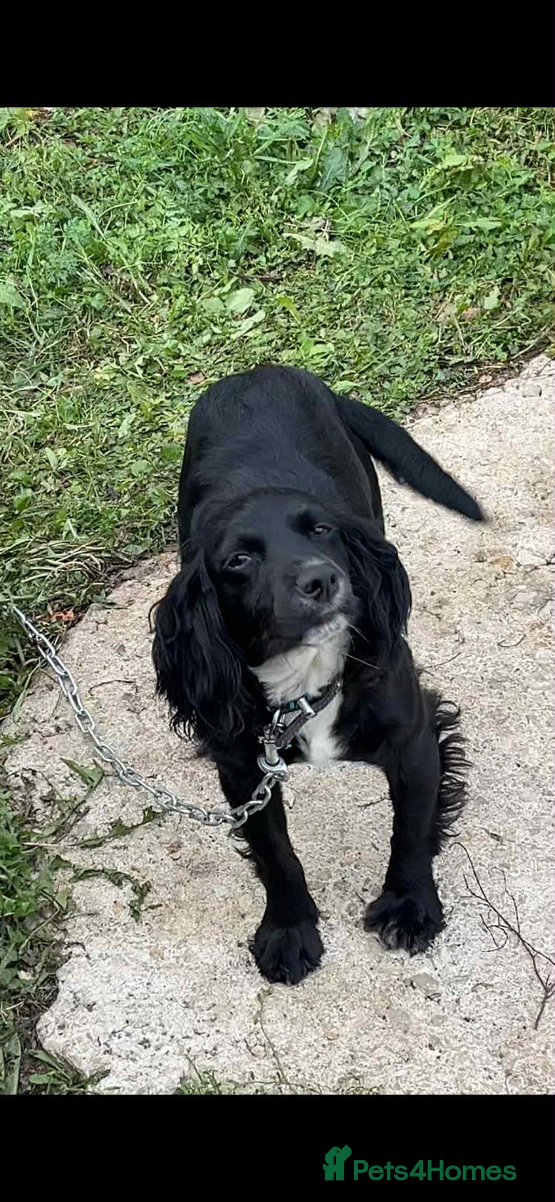 Cocker Spaniel dogs for sale: Cocker Spaniel girl puppies - Advert 2