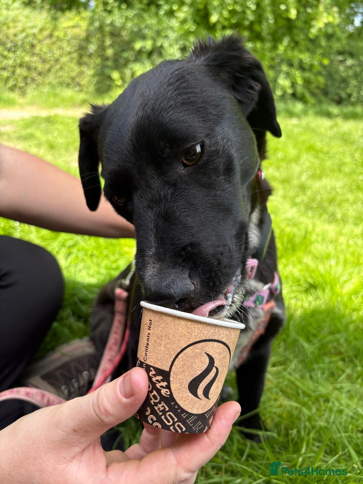 Mixed Breed dogs Meet Josephine, currently residing in Sheffield  - Advert 14