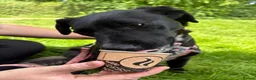 Mixed Breed dogs for adoption: Meet Josephine, currently residing in Sheffield  - Advert 1