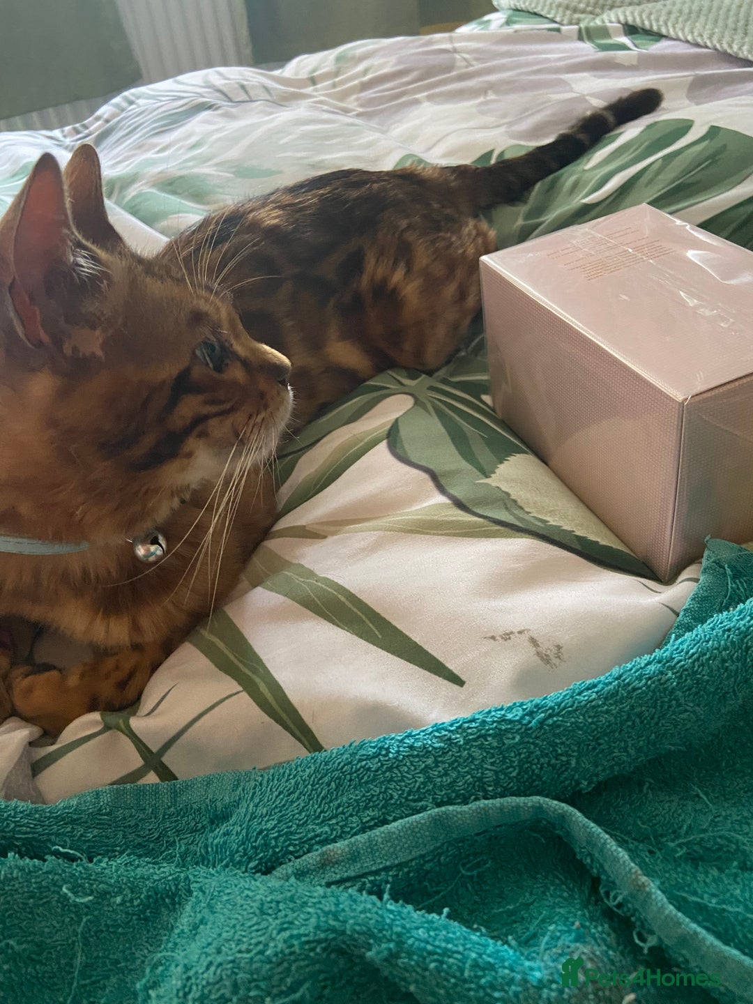 Bengal cats for sale: Beautiful boy bengal  - Image 1