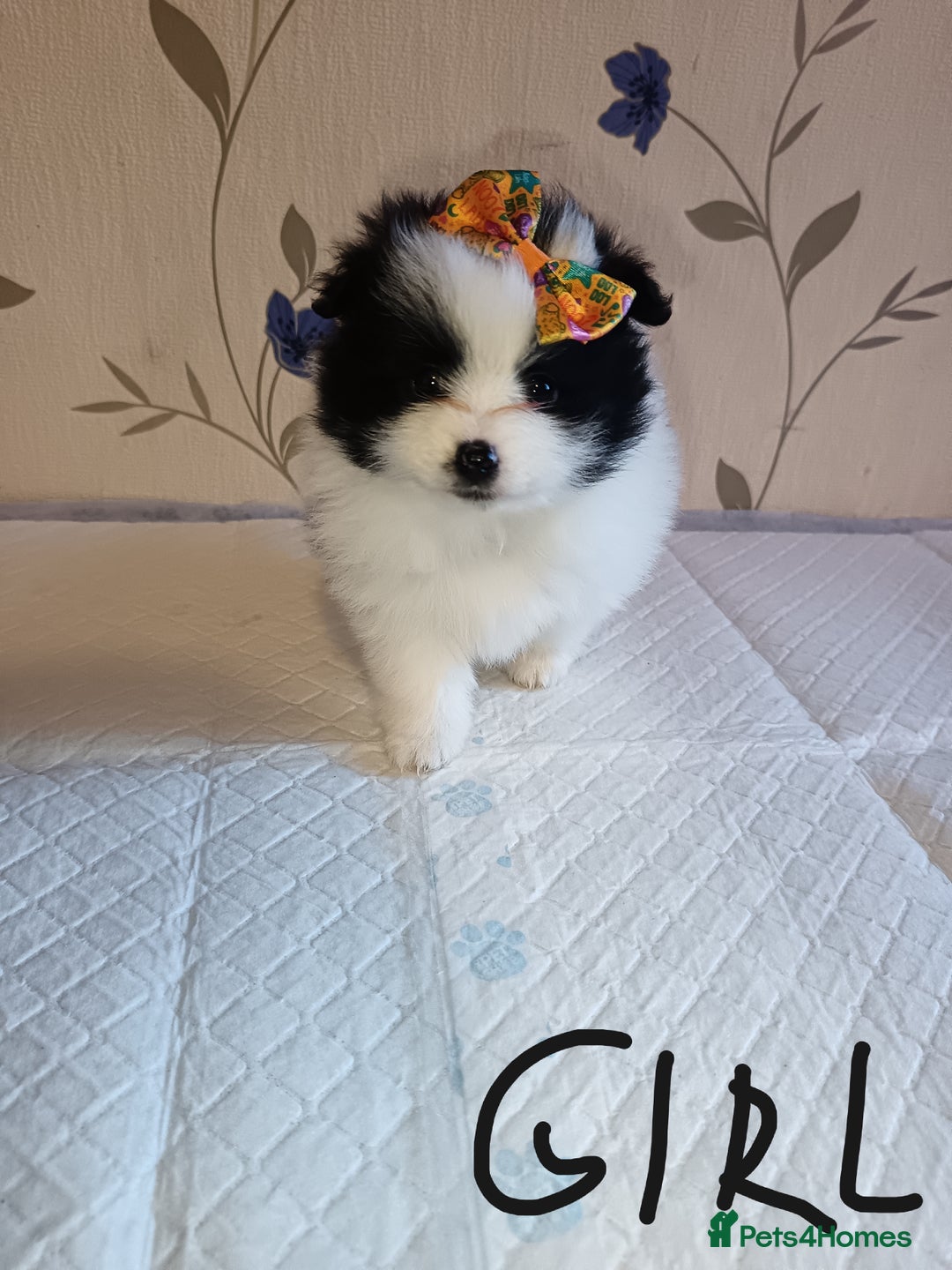 Pomeranian dogs for sale: Barnsley  - Advert 20