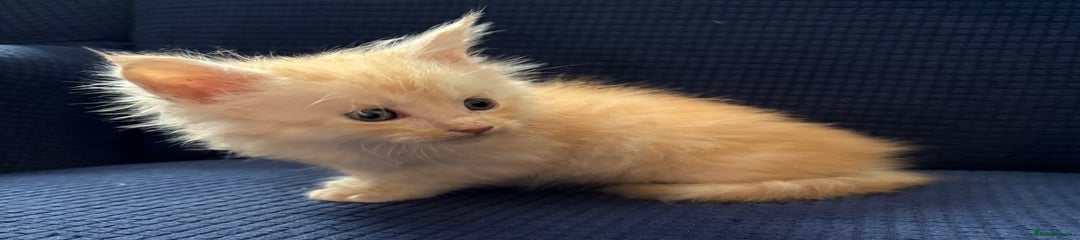 Maine Coon Kitten 3