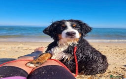 Bernese Mountain Dog dogs for sale: Beautiful Girl looking for her forever home  - Image 8